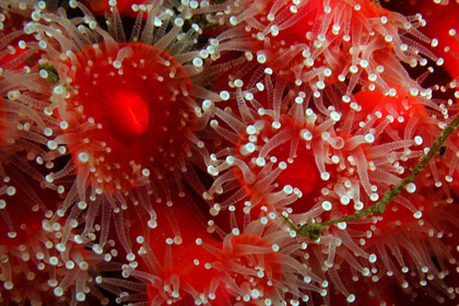 Strawberry anemone