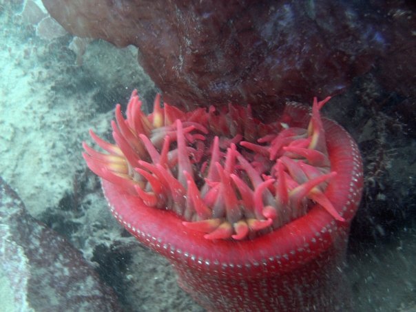 Strawberry anemone