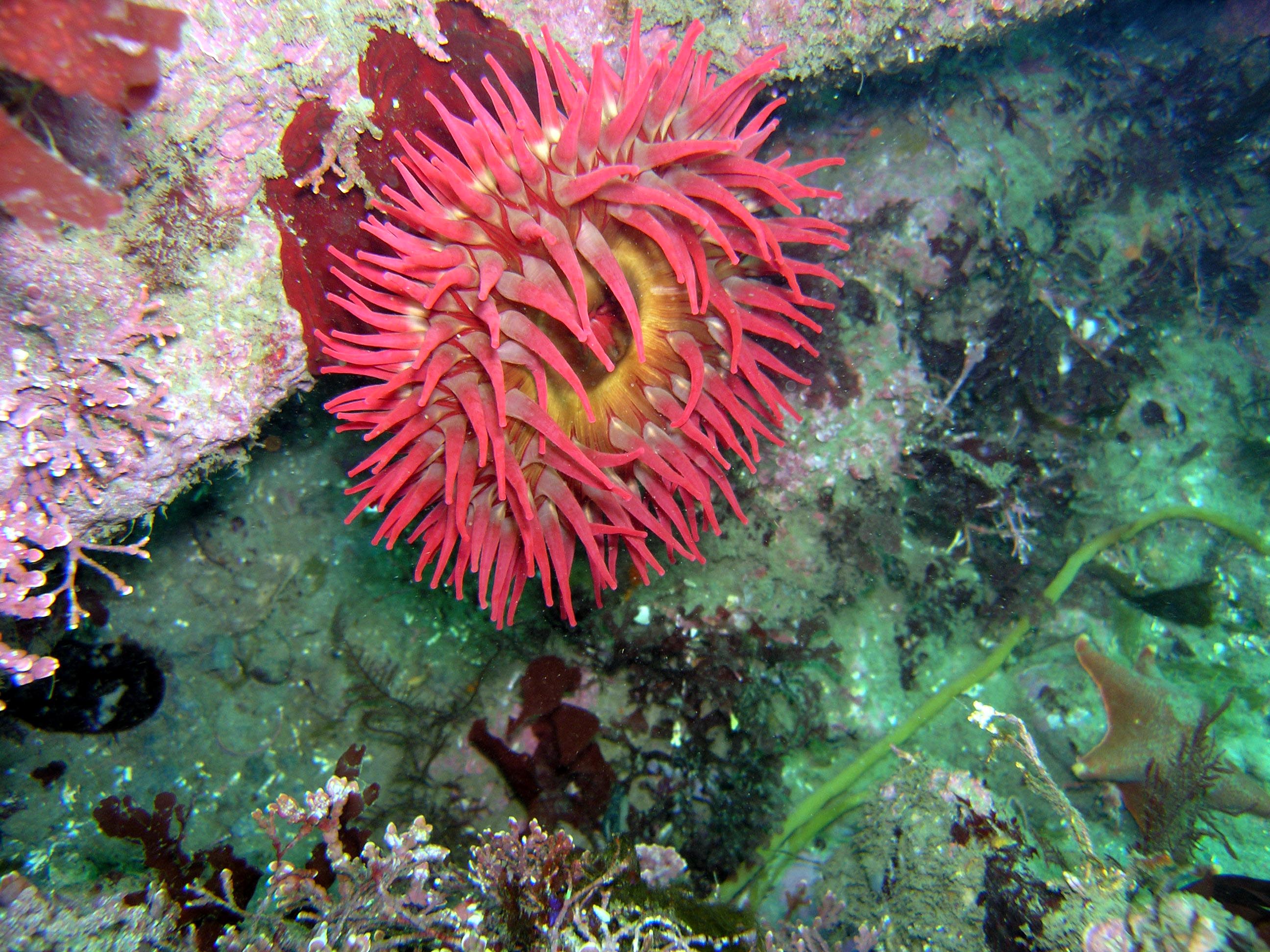 Strawberry  Anemone