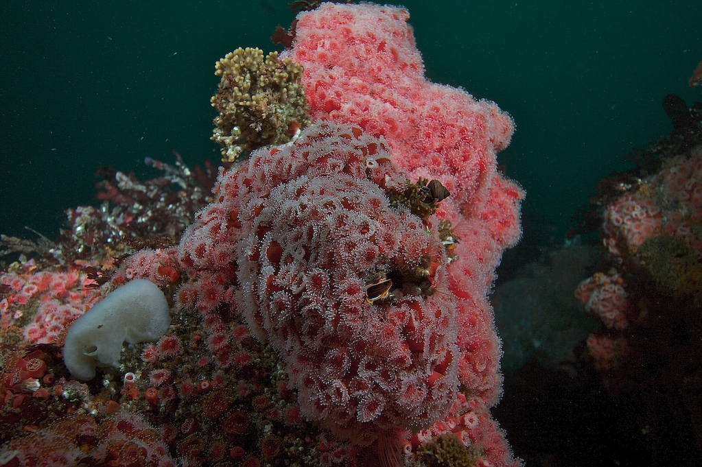 strawberry anemone