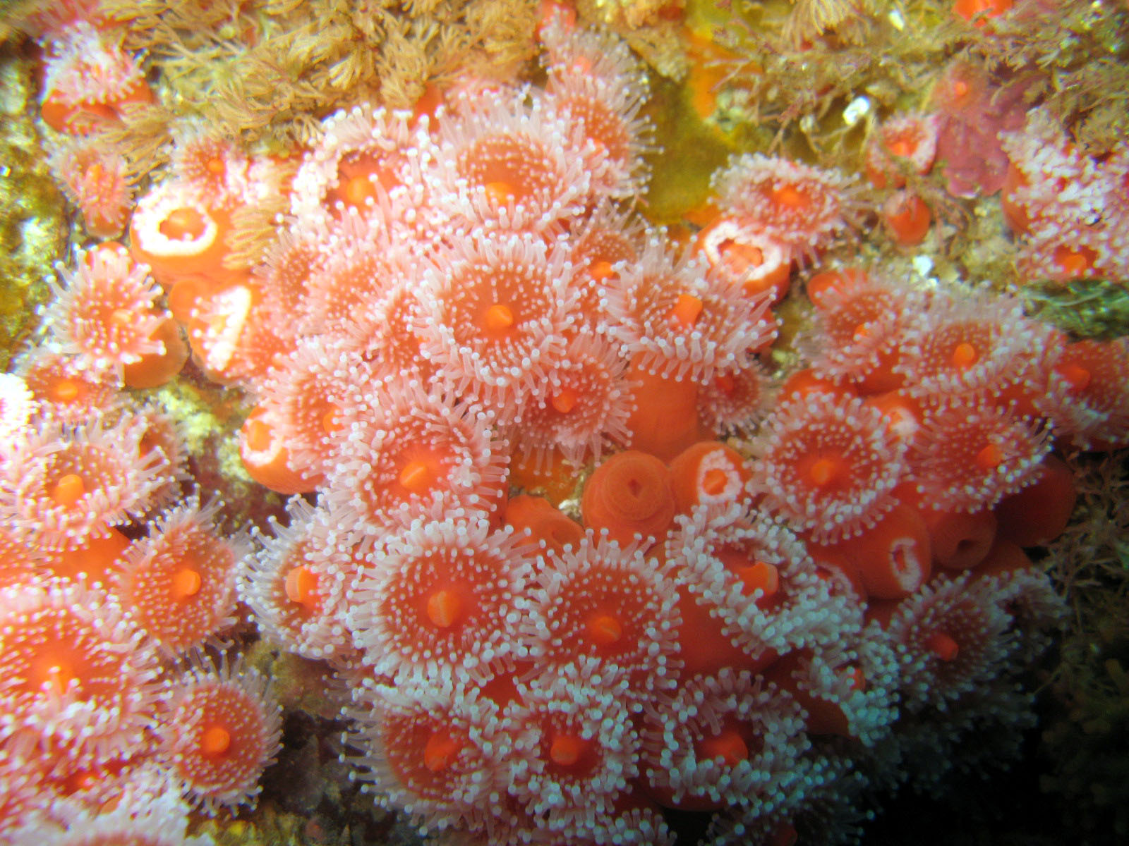 Strawberry Anemone