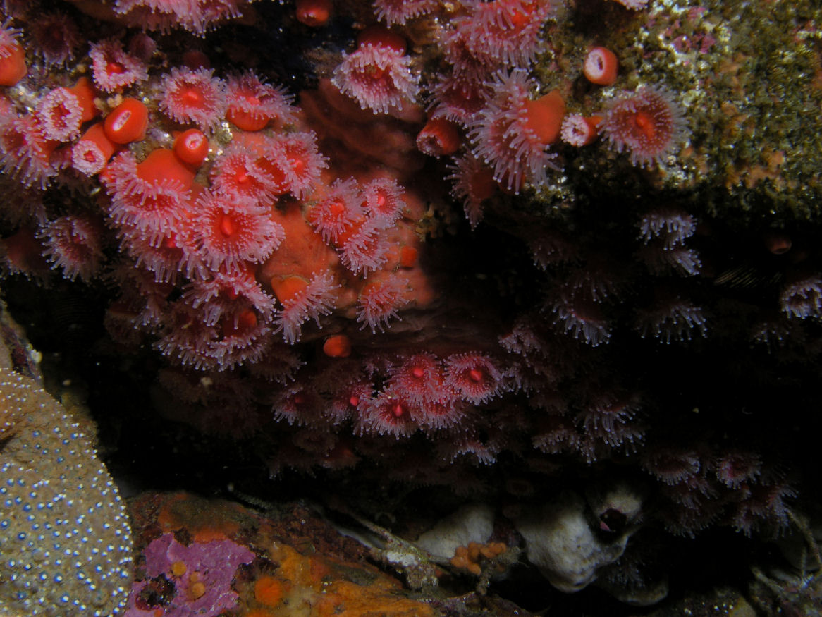 Strawberry Anemones