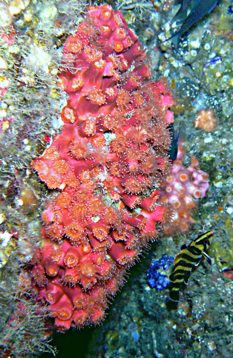 Strawberry Anemones