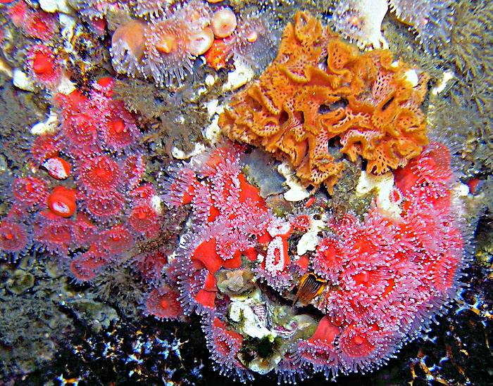 Strawberry Anemones