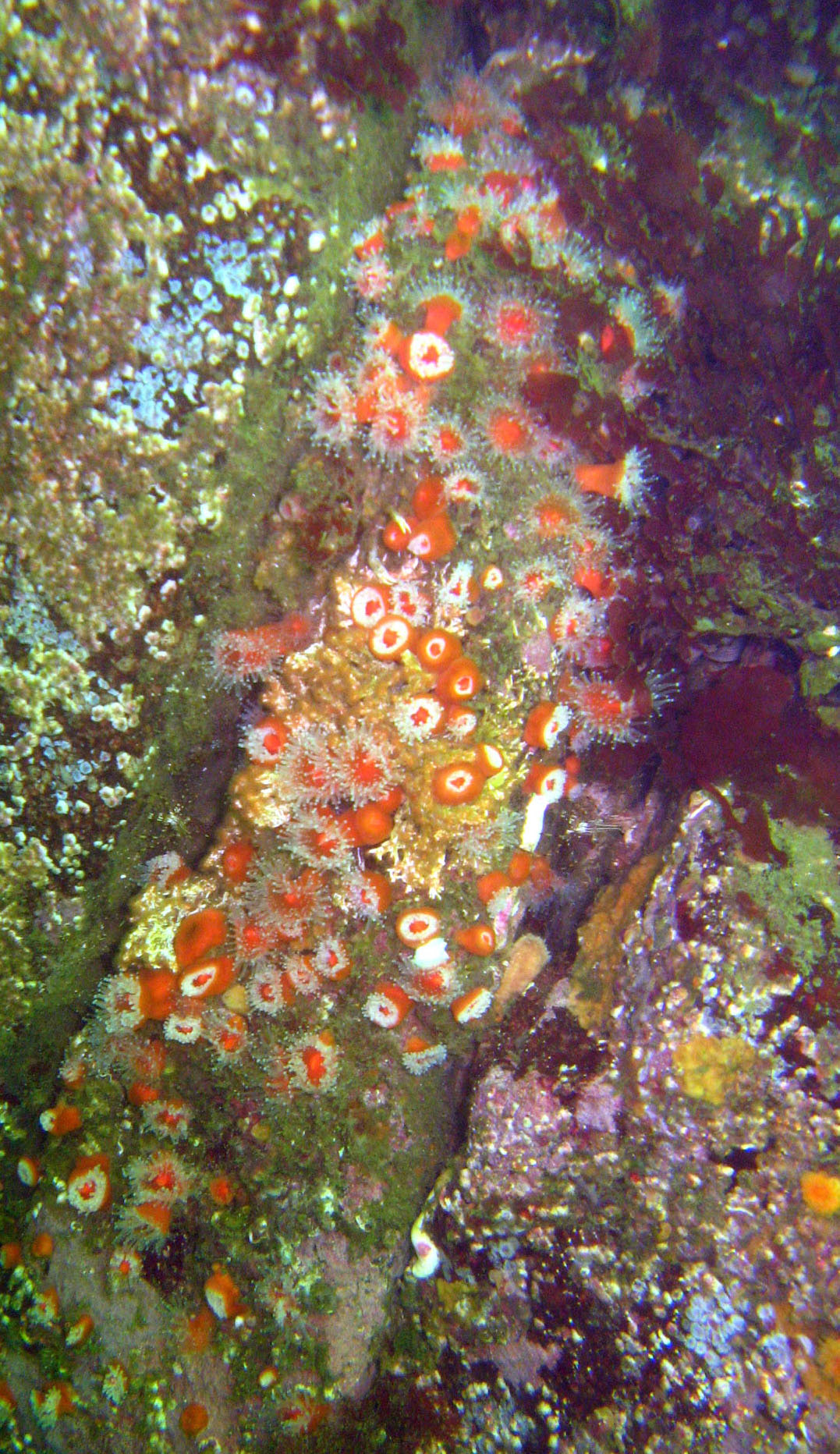 Strawberry Anenome