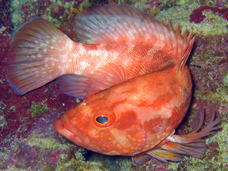 Strawberry Grouper