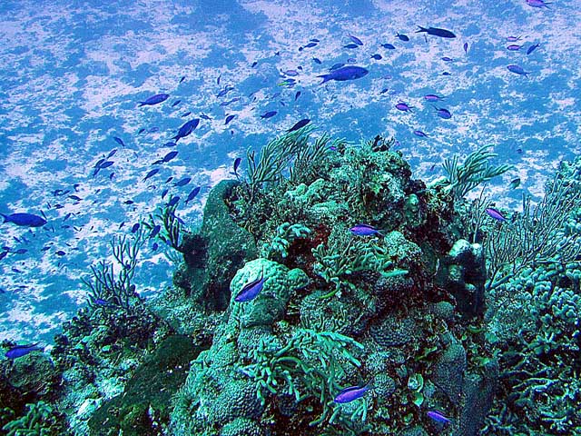 Stream of blue fish