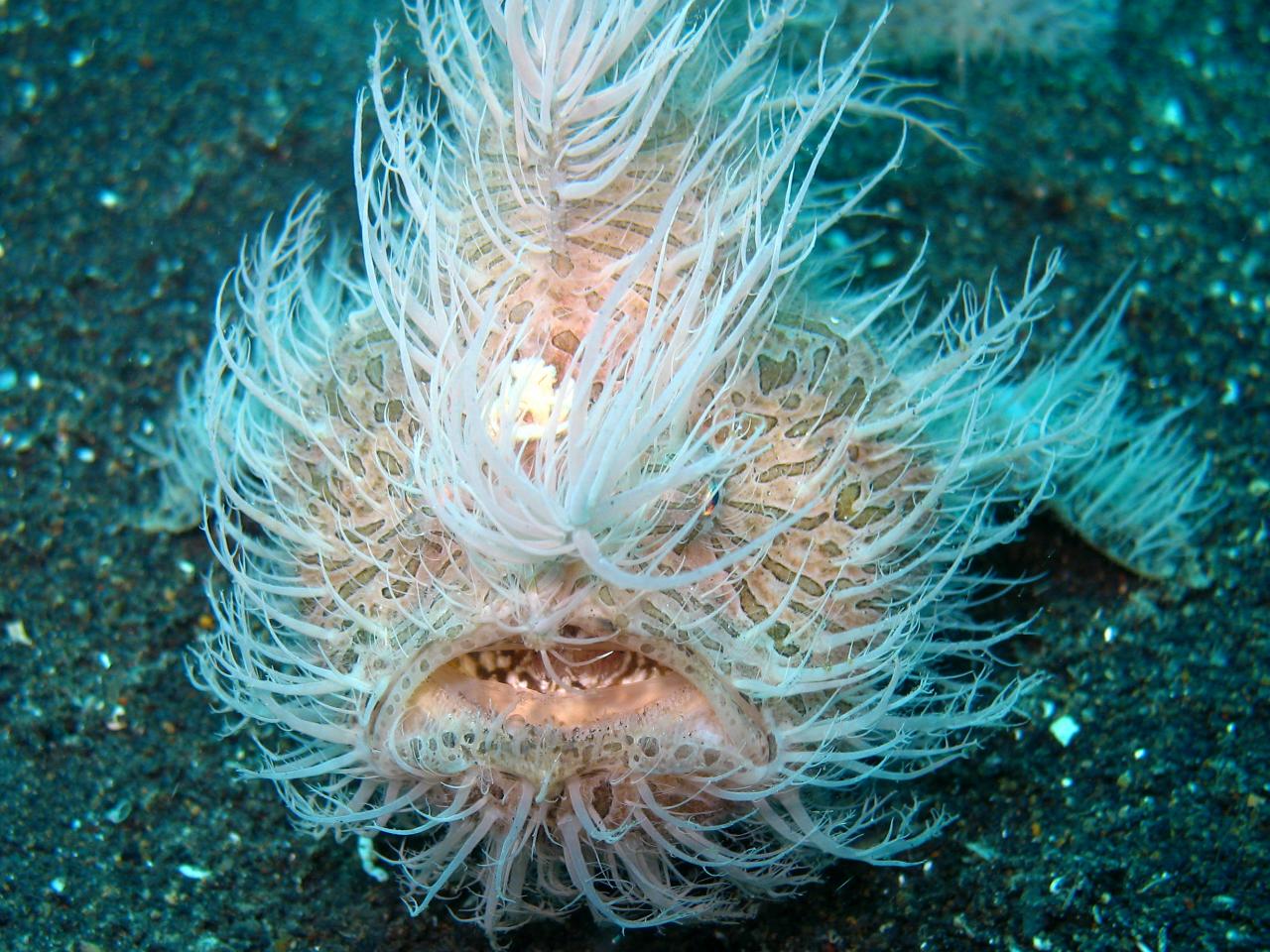 Striated frogfish