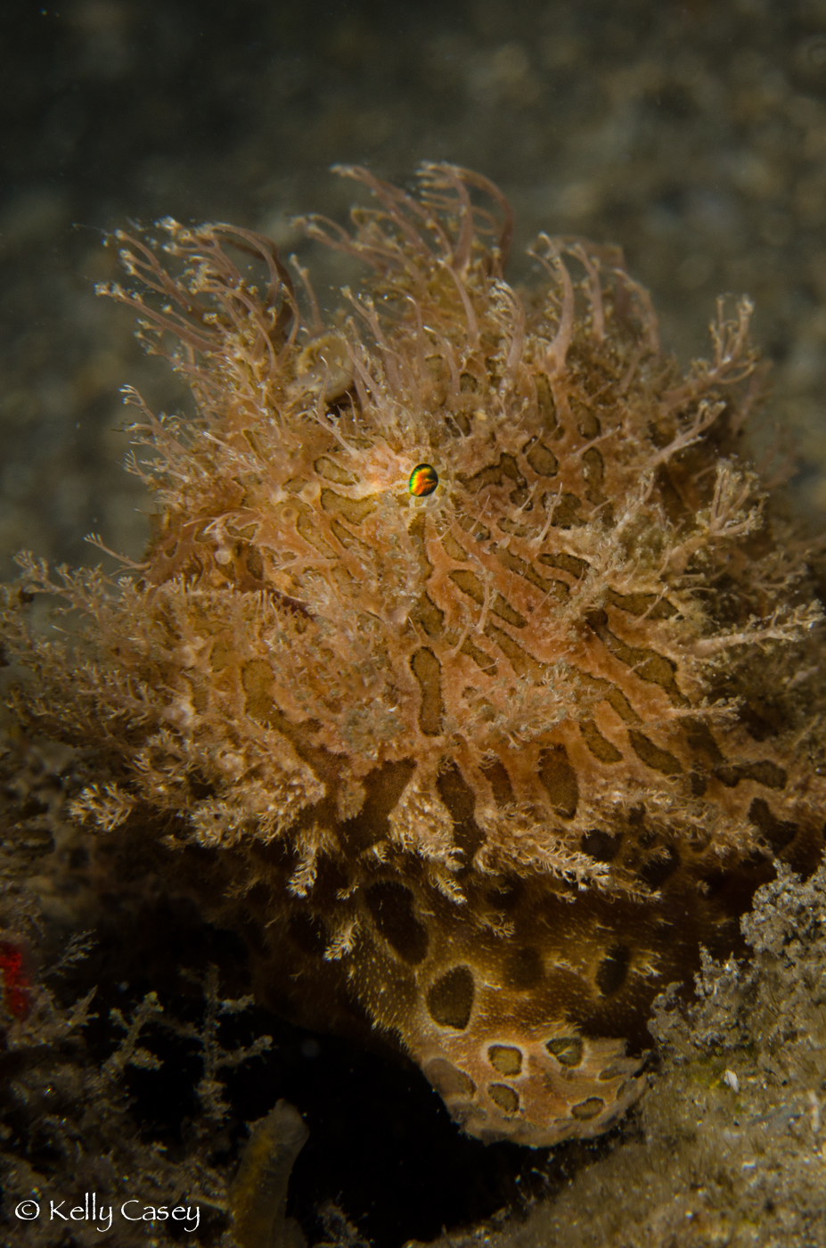 Striated Frogfish