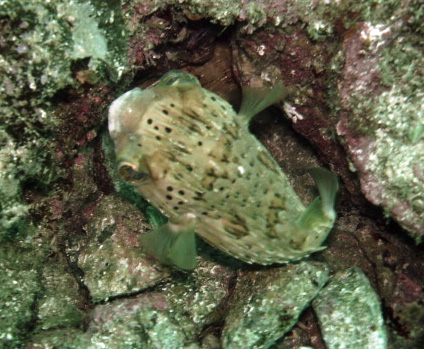 Stripebelly Puffer