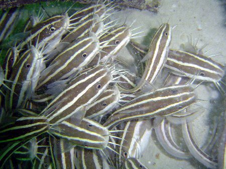 Striped Cat Fish (Plotosus lineatus)