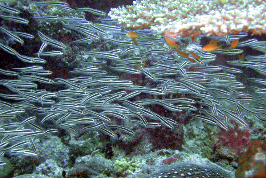 Striped Catfish Eels