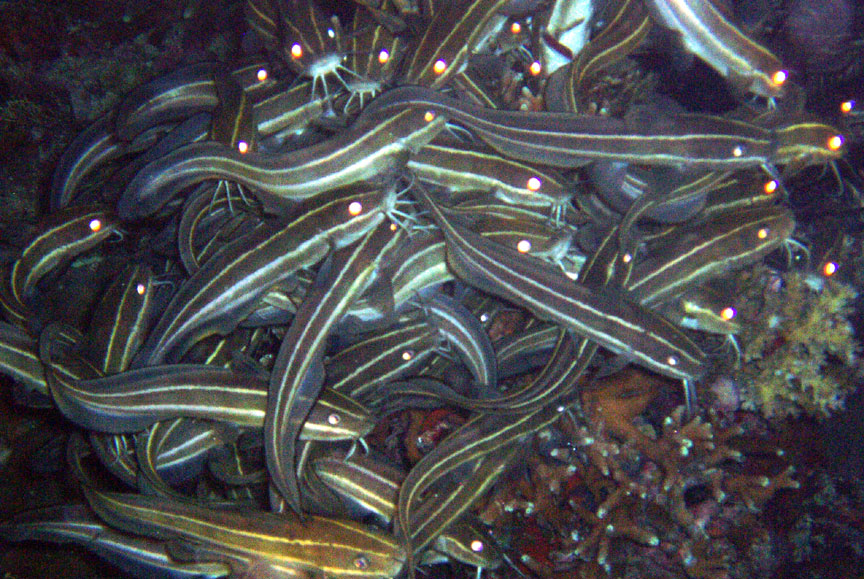 Striped Catfish Eels