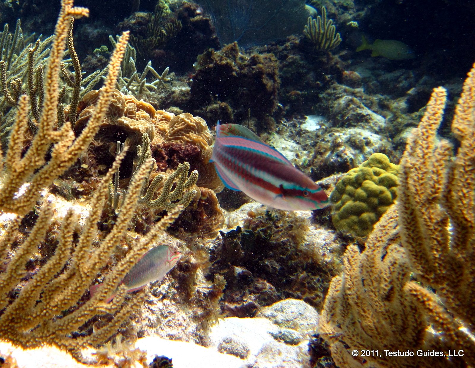Striped Parrotfish - Grand Cayman
