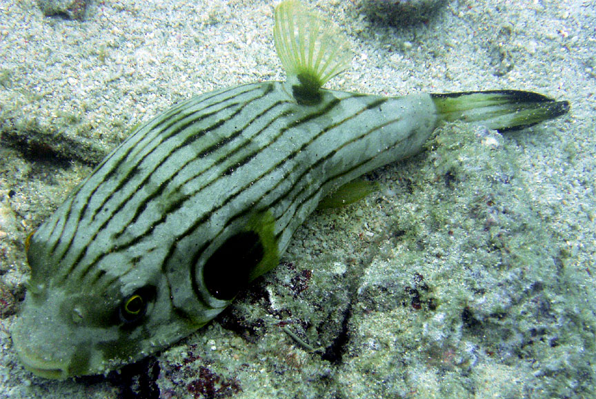 Striped Pufferfish