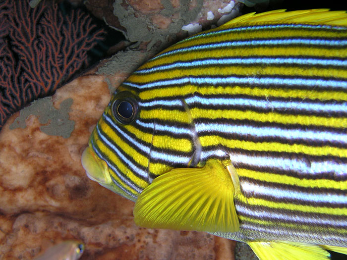 Striped Sweetlips