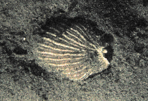 StripedNudi