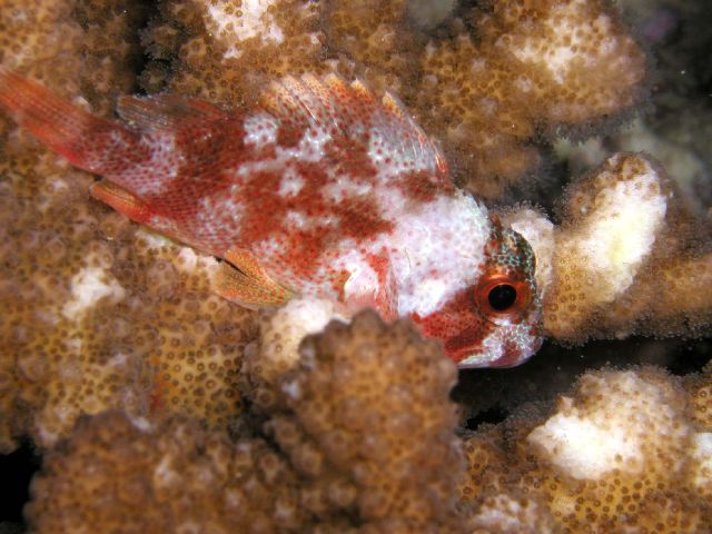 strtiped_hawkfish