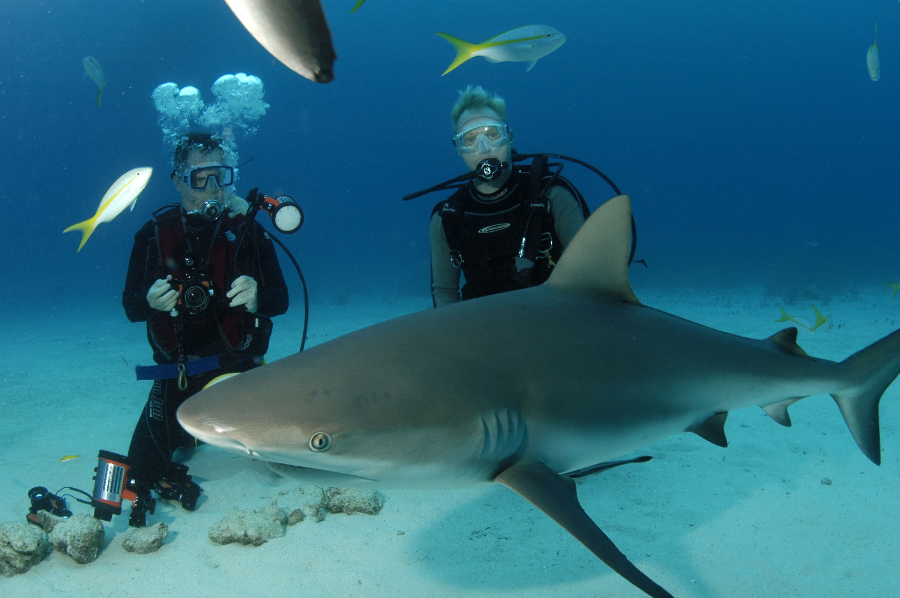Stuart Cove Sharke Dive 3
