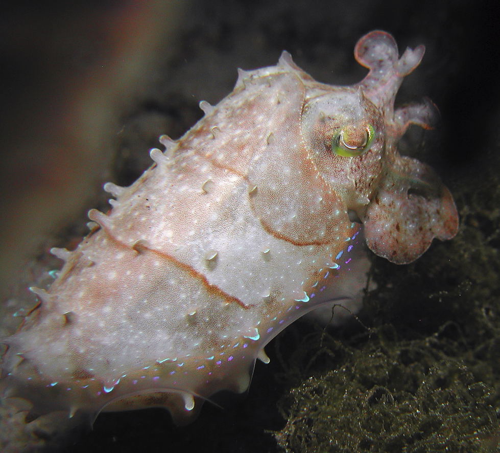 Stumpy Spined Cuttlefish