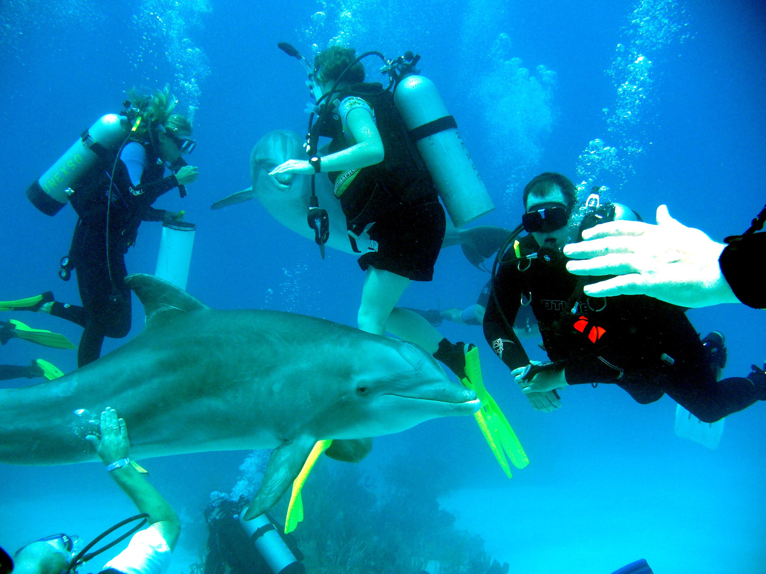 Summer 2007 Bahamas Dolphin Dive