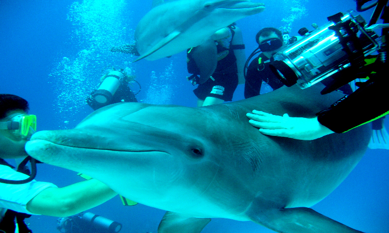 Summer 2007 Bahamas Dolphin Dive