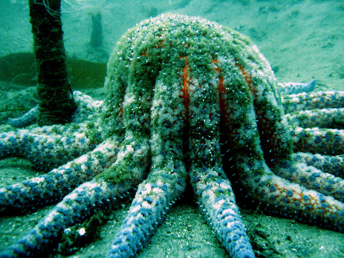 Sun_Star_munching_on_a_Tube_anemone