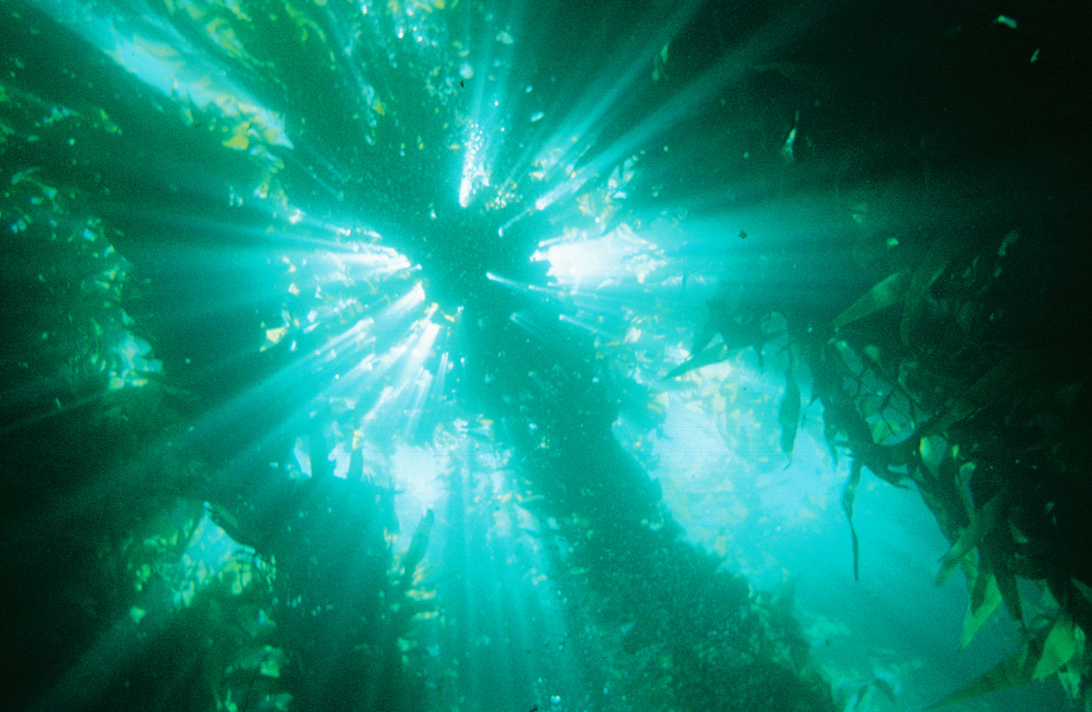 Sun_through_Kelp