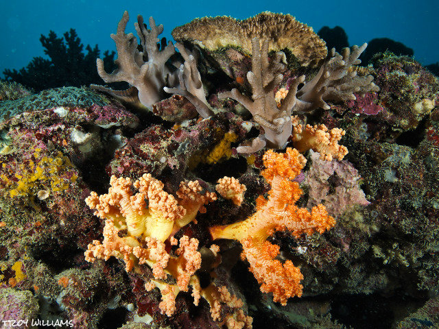 SUnabeCorals2