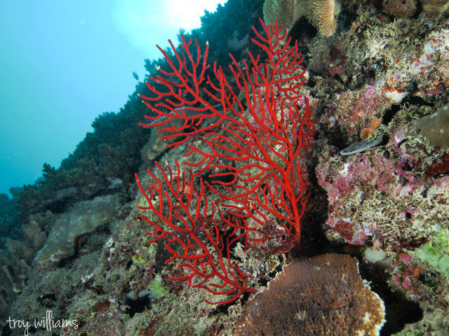 SunabeRedFanCoral