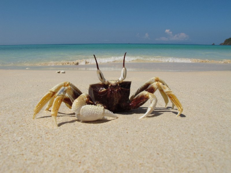 sunbathing Crab