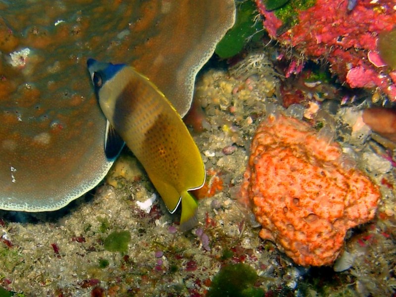 Sunburst butterflyfish