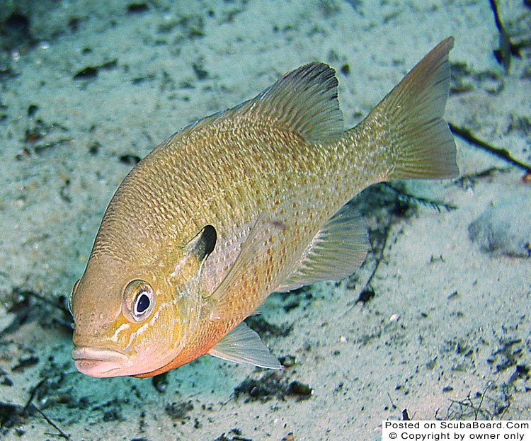 Sunfish - Cypress Springs