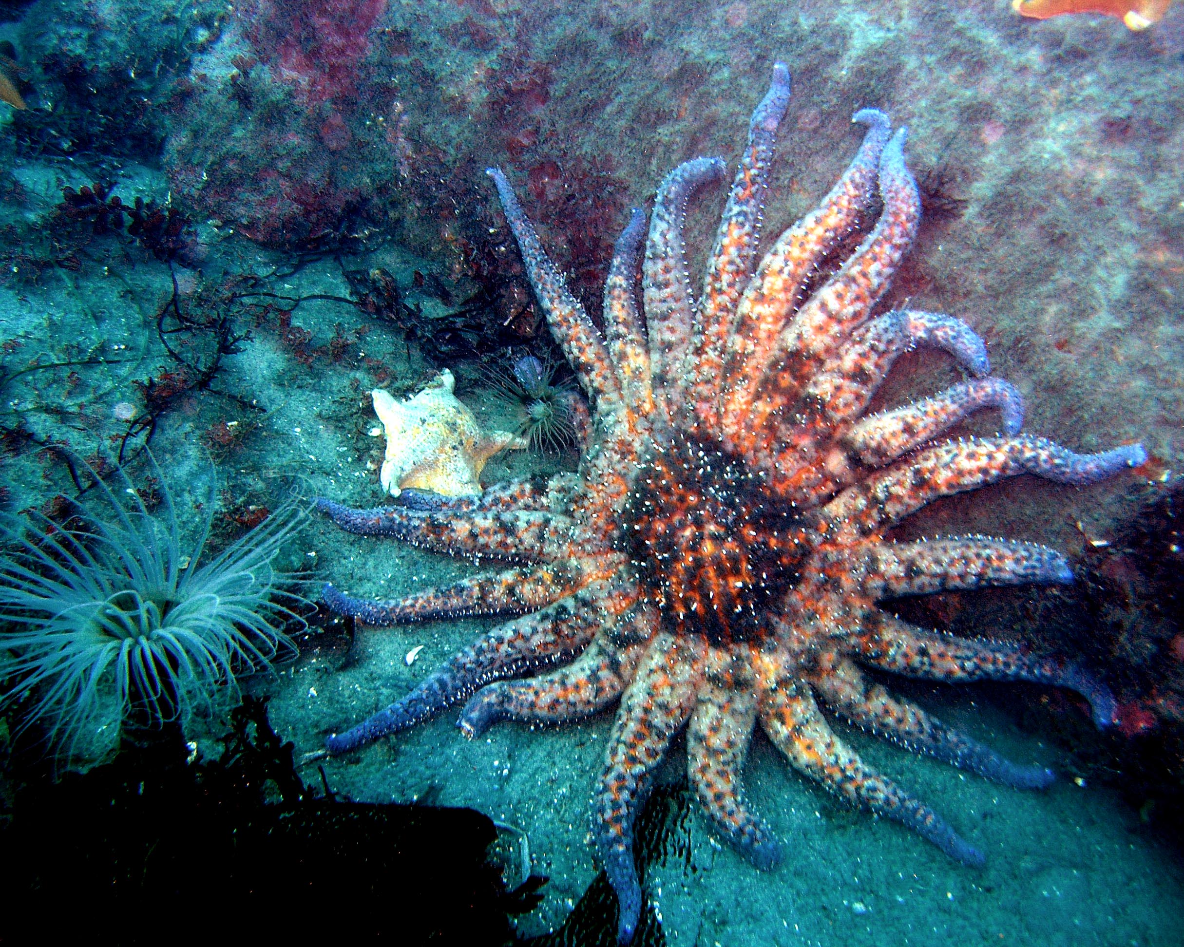 Sunflower Star, Bat Star, and Tube Anemone