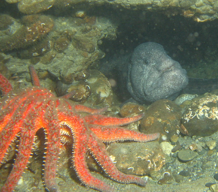 Sunflower Star & Wolf Eel