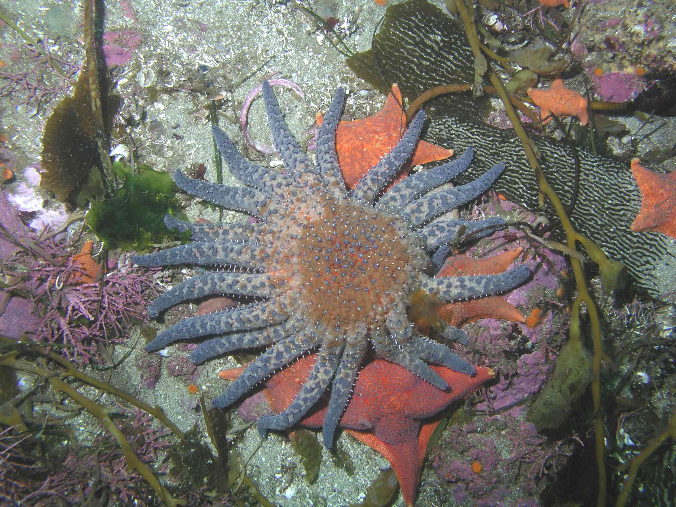 Sunflower Star