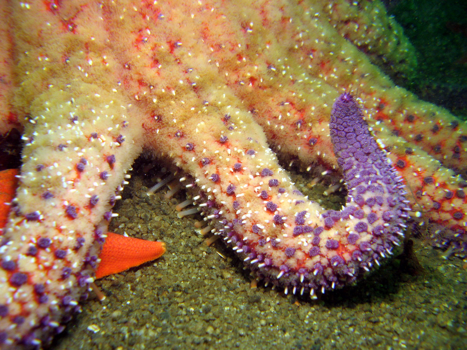 Sunflower_Star_pycnopodia_helianthoides_close_up