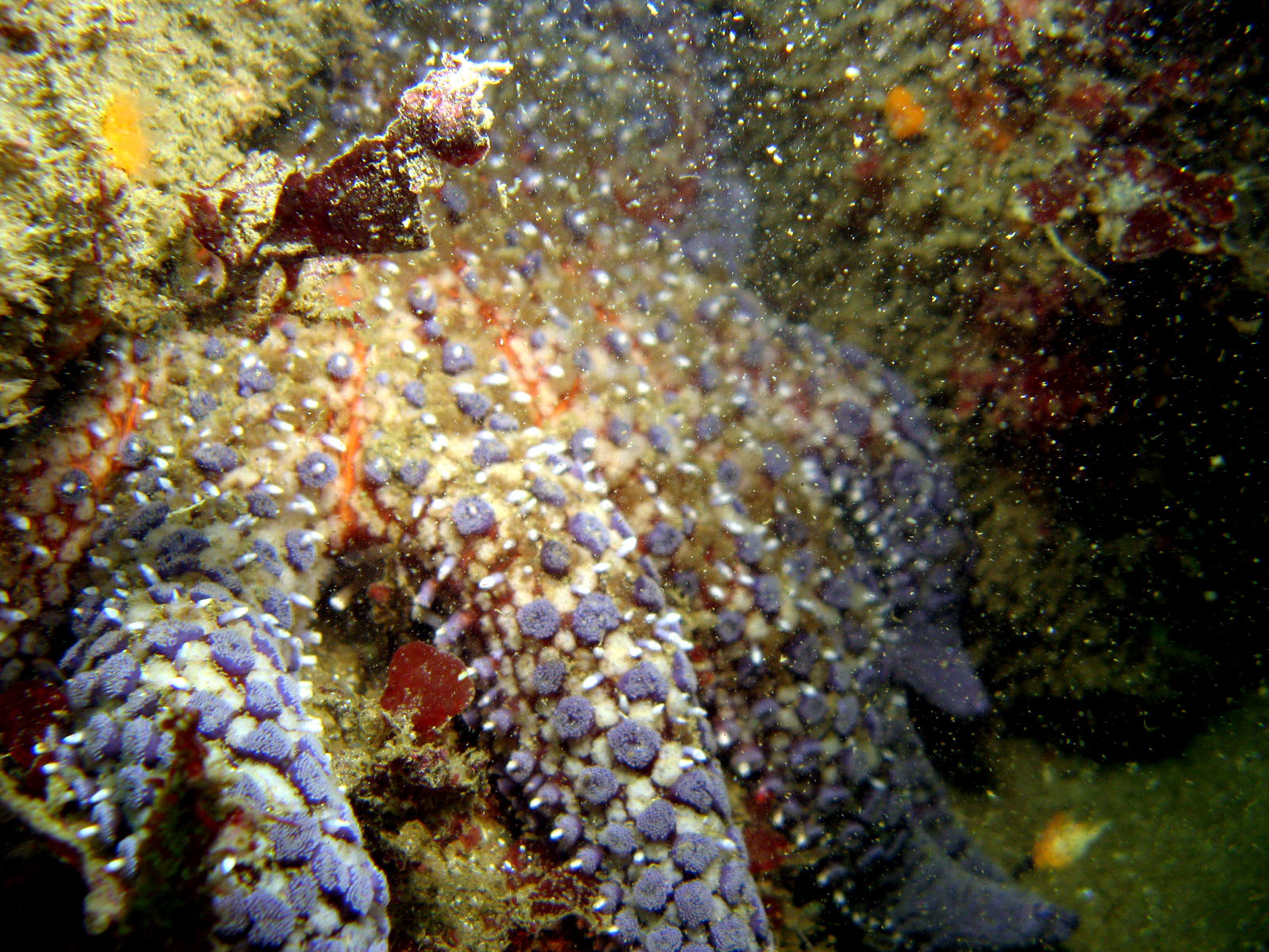 Sunflower_Star_pycnopodia_helianthoides_in_a_crevice_1_