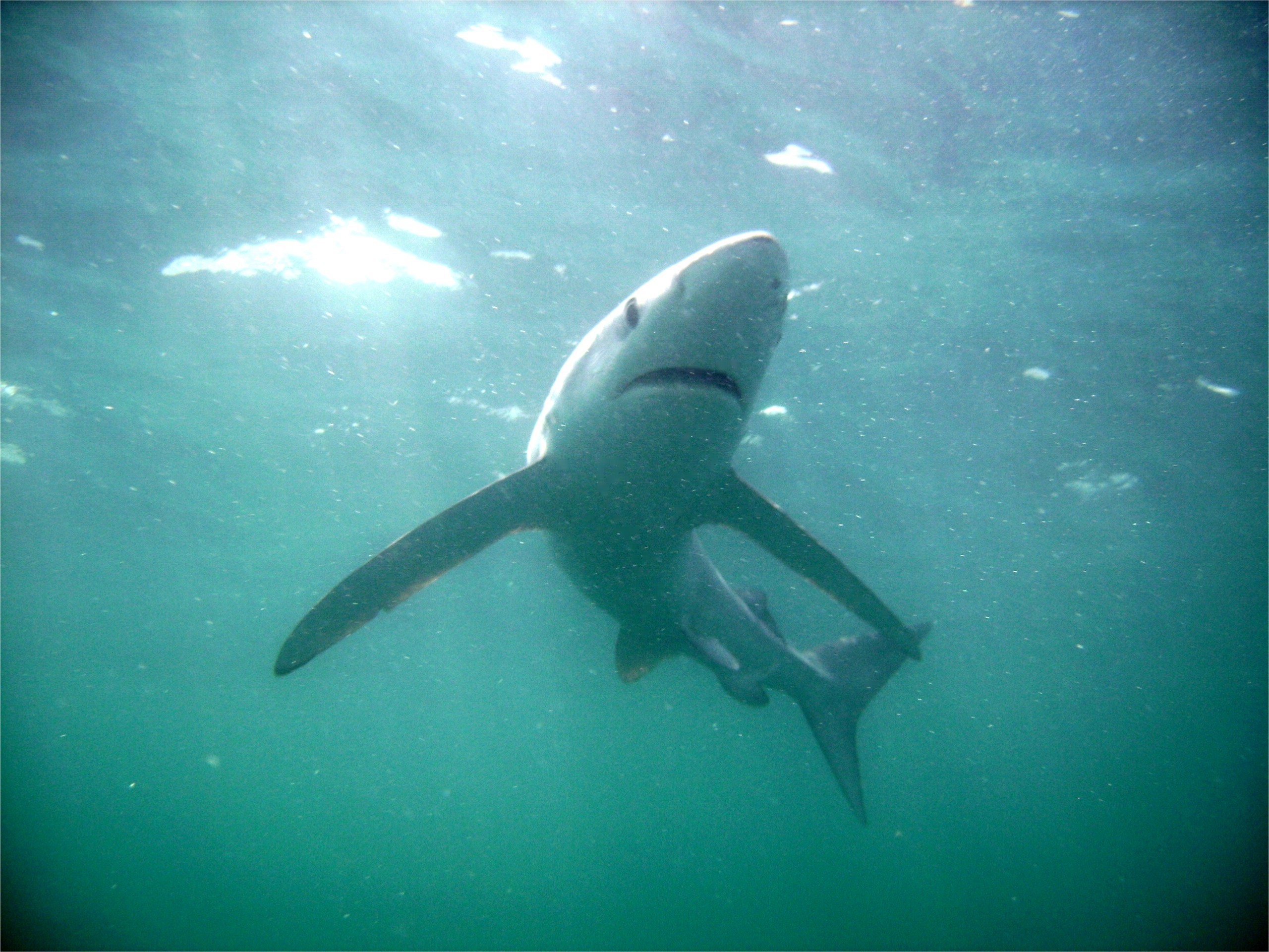 Sunlit Blue Shark