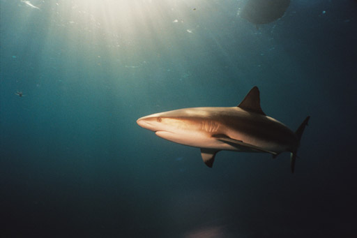 Sunlit Shark