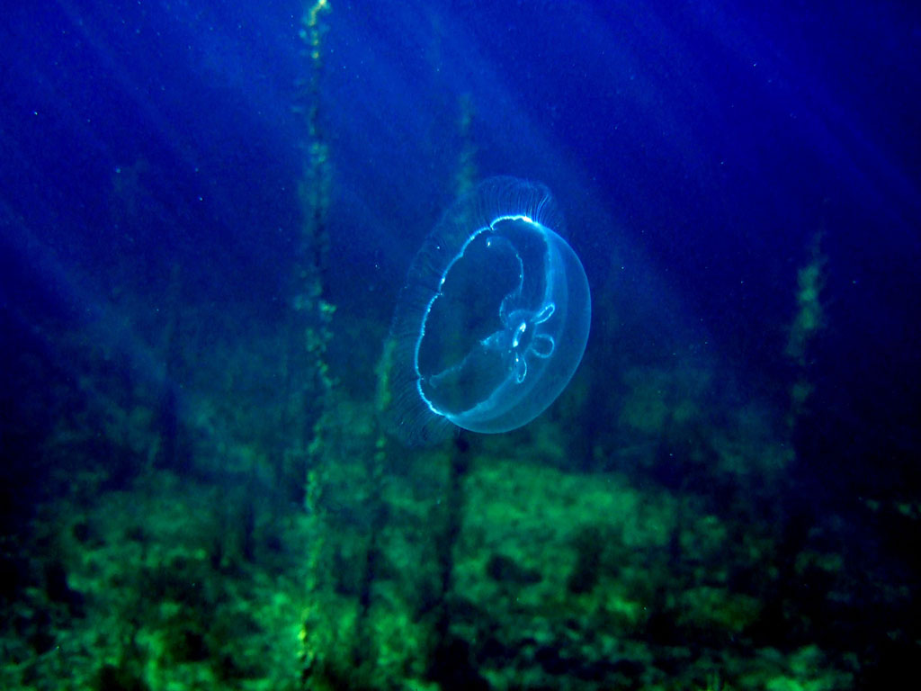 Sunny Moon Jelly