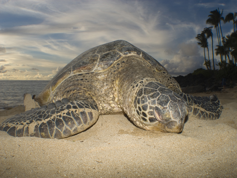 Sunset Turtle Beach