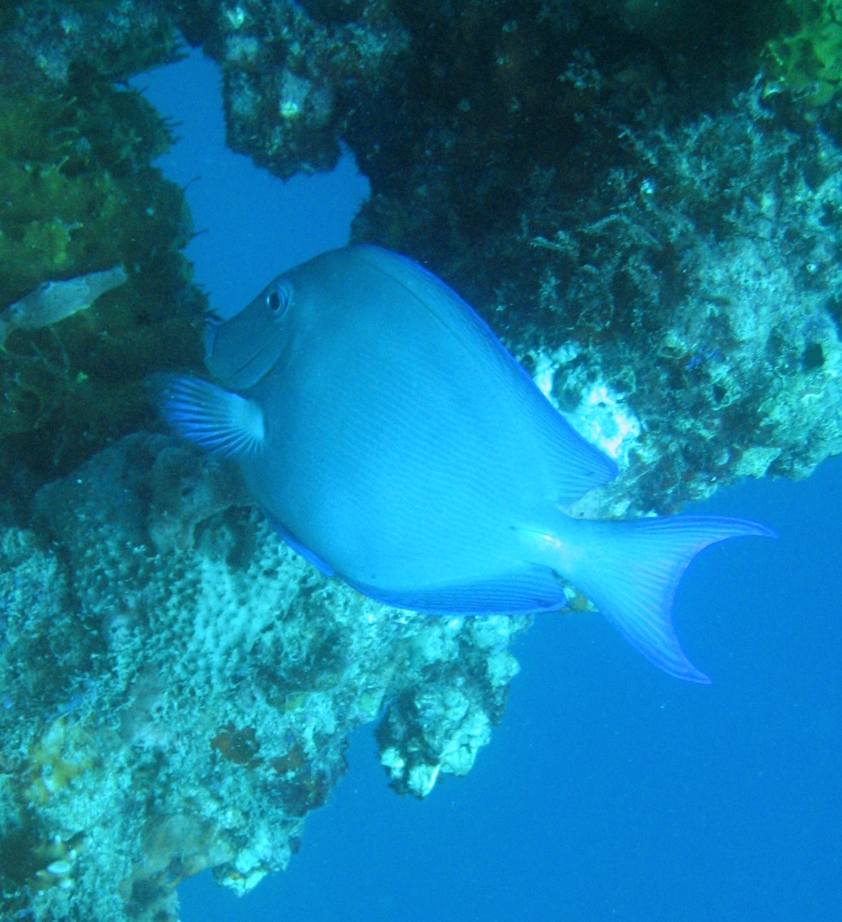 Surgeonfish in Cuba