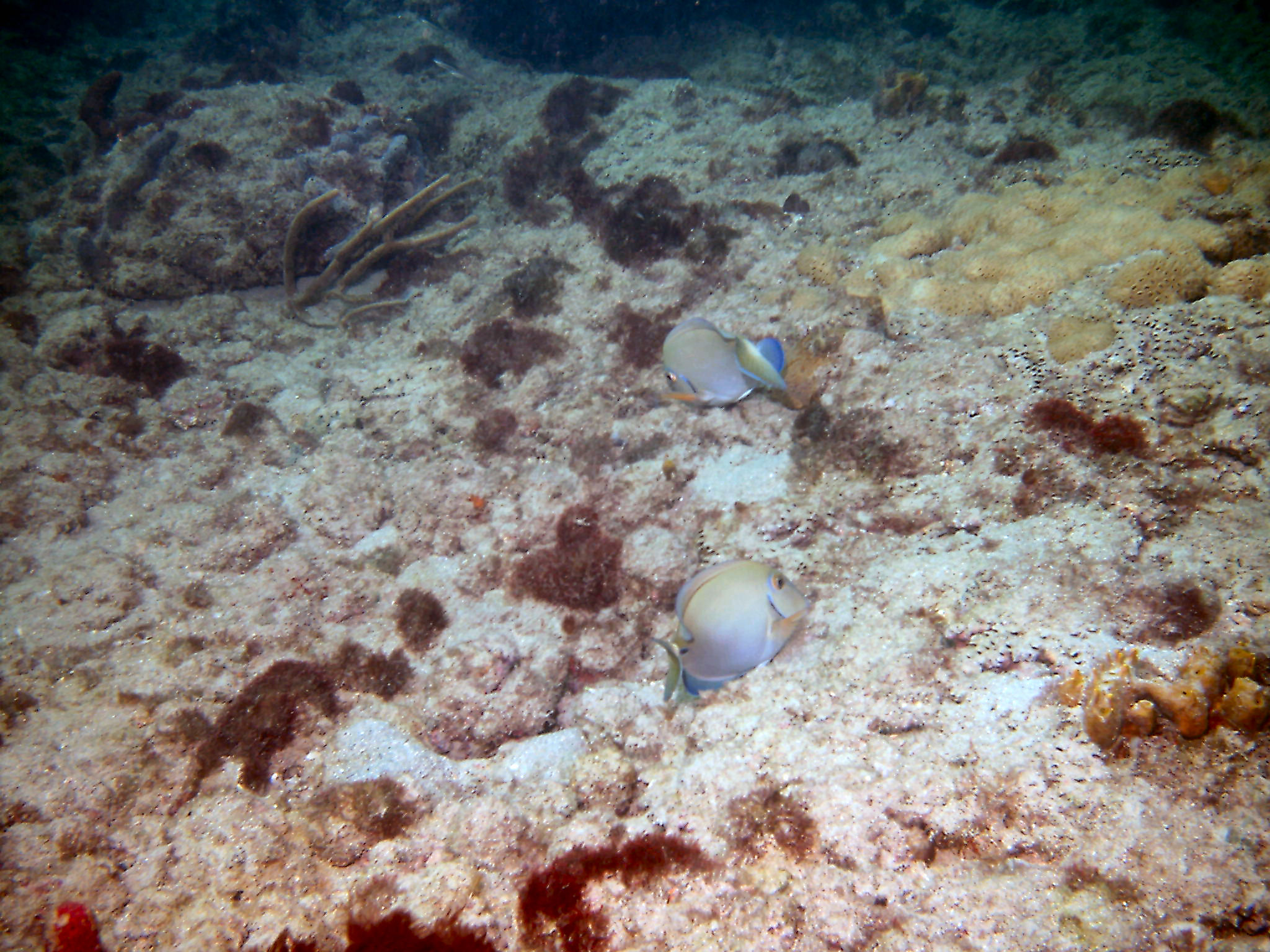 Surgeonfish on call at First Reef