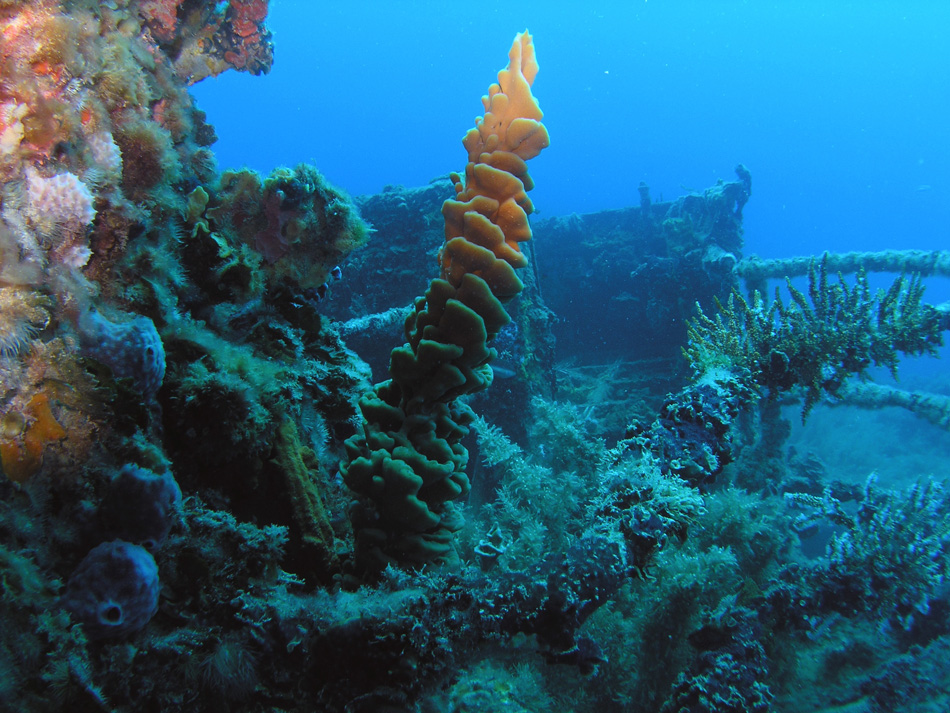 Swan wreck Dunsborough West Oz