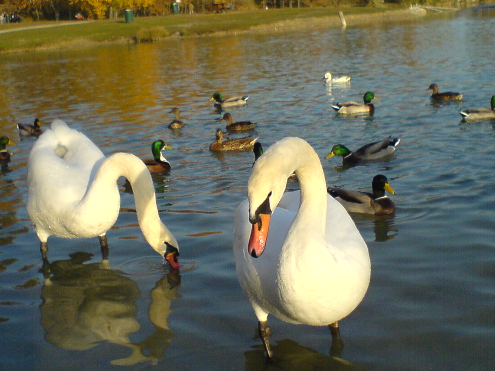 Swans