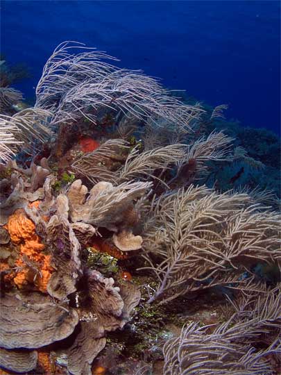 Swaying corals - Chun Chacaab