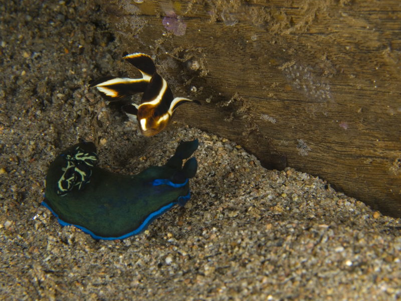 Sweet lips with a nudi