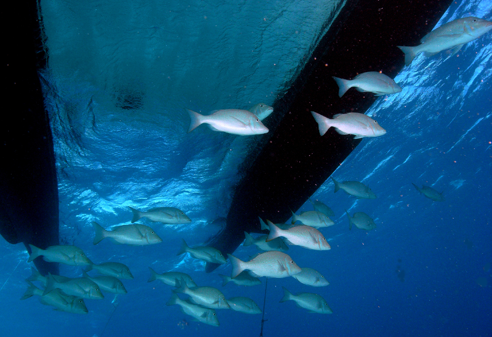 Sweeties under the boat