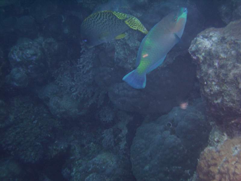 Sweetlips and parrotfish